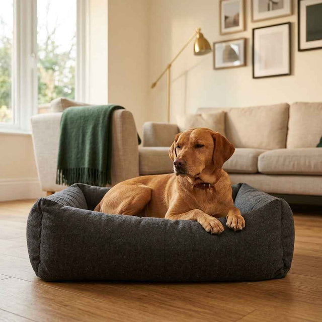Dark gray dog bed with wide bolster sides, occupied by a tan dog